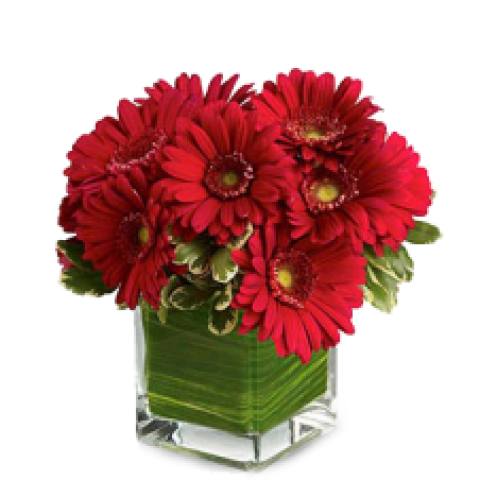 Red Passion Gerberas